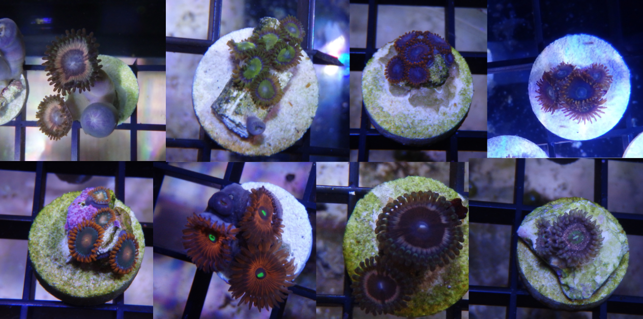 Zoas Reef Central Online Community