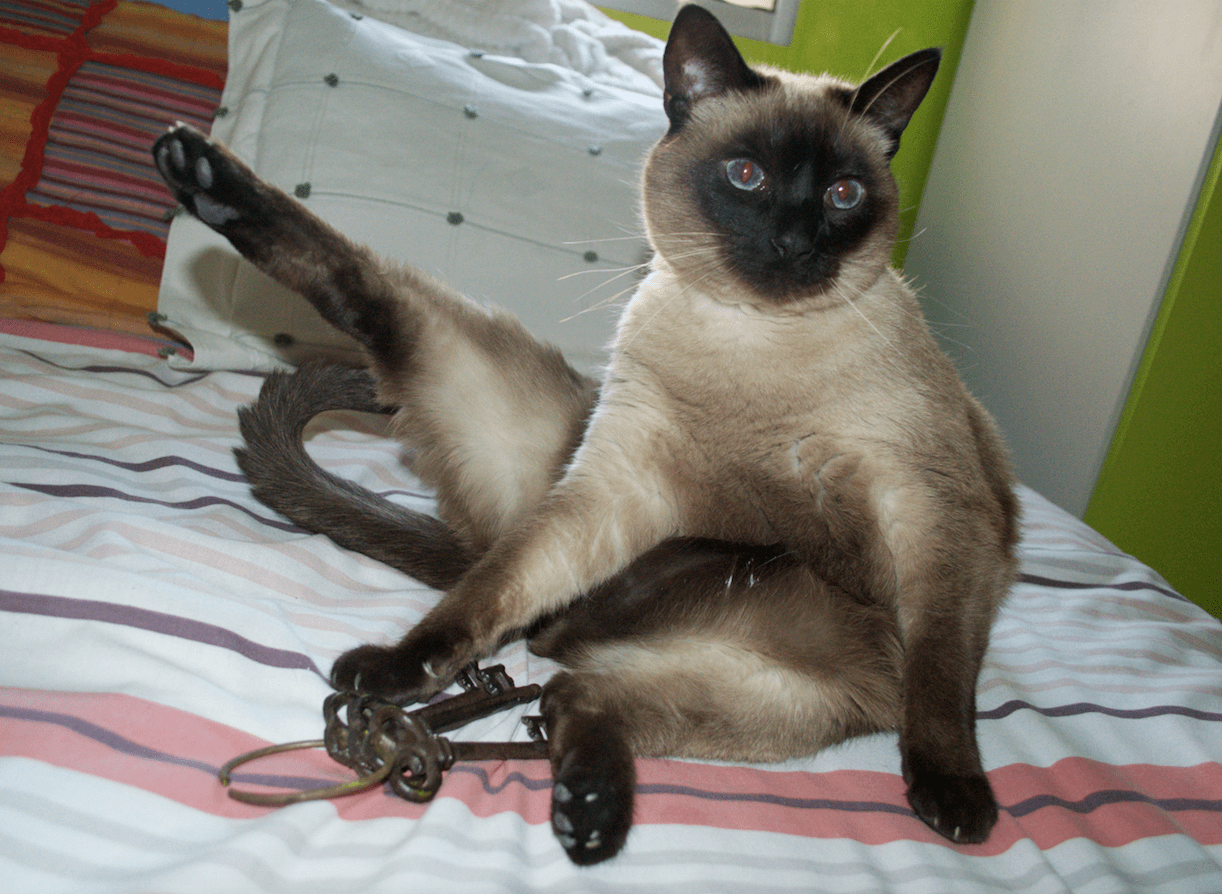 Me Como A Mi Gato Cueva Random