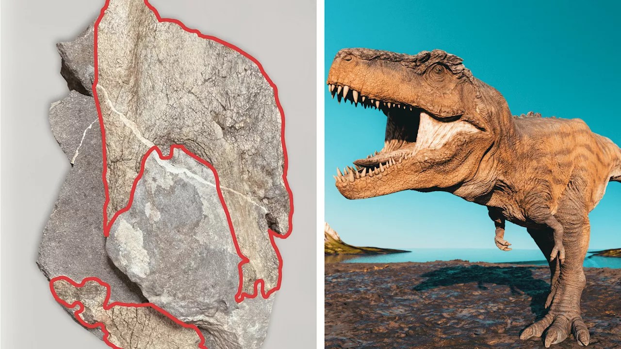 Hong Kong discovers firstever dinosaur fossils that could be 66