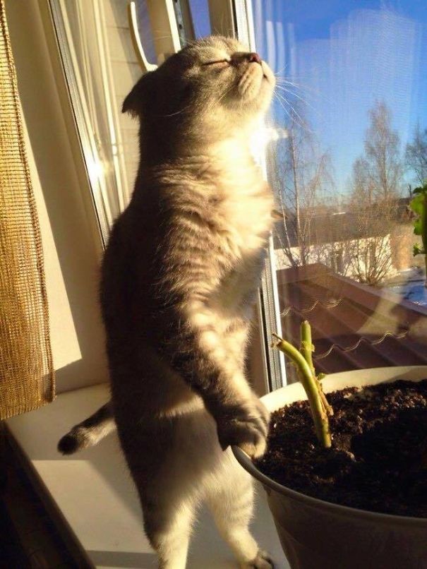5+ Cats Who Love Sun More Than Anything Cats Who Love Sun