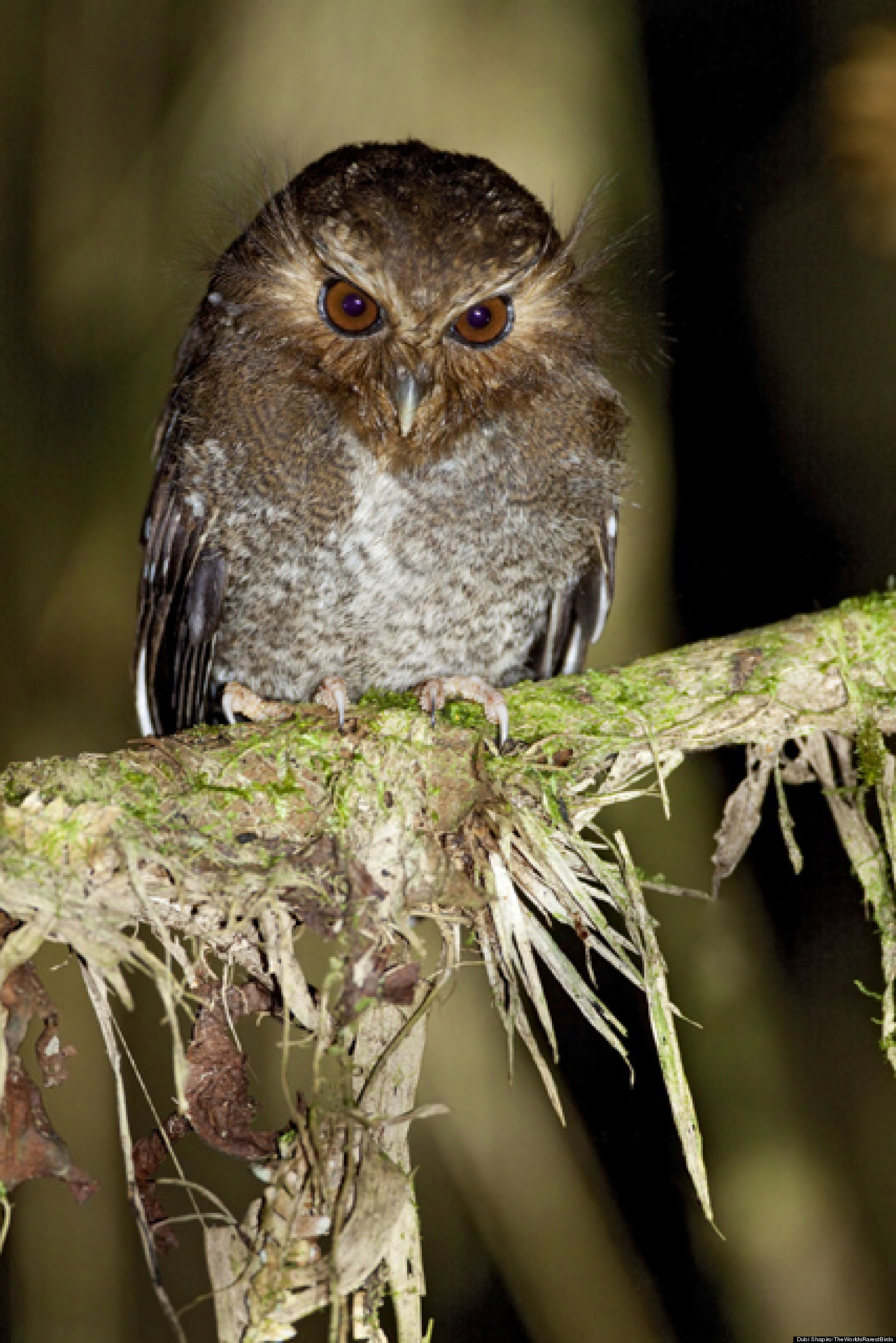 World's Rarest Birds Photo Competition Garners Breathtaking Images
