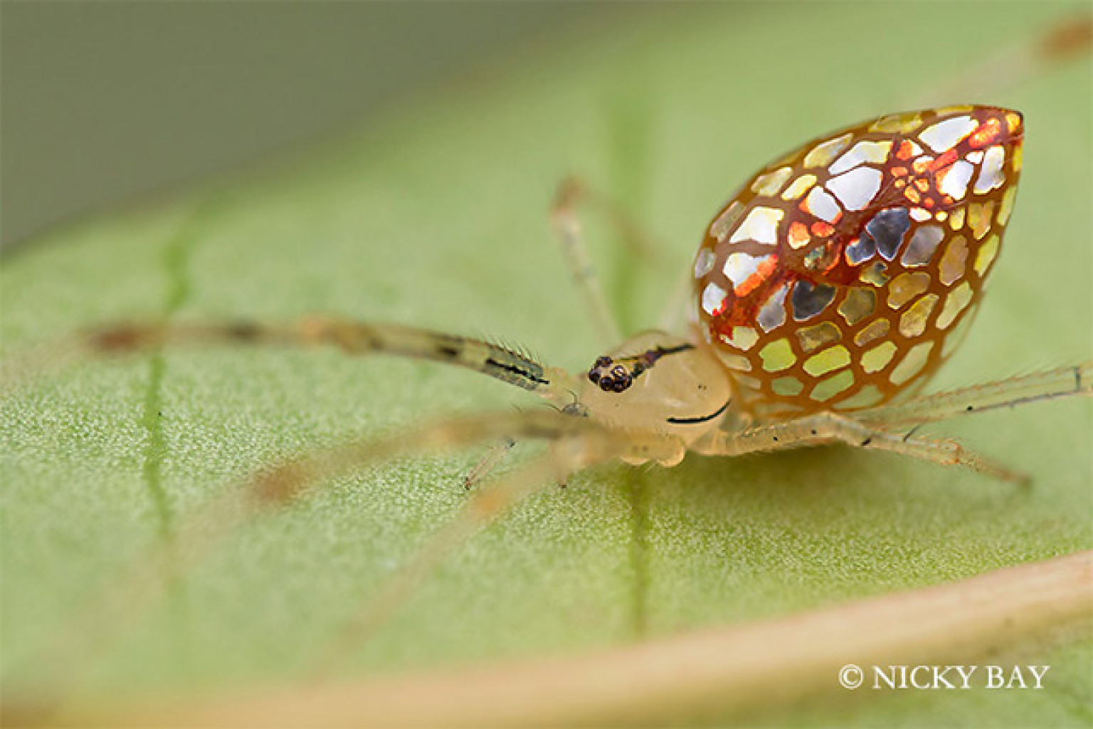 Spider Photos By Nicky Bay Showcase the Bugs' Terrifying Beauty