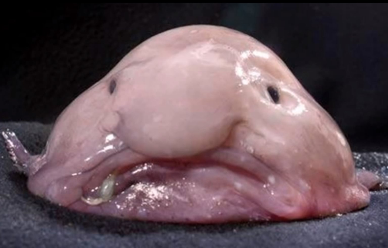 Blobfish Voted World's Ugliest Animal (PHOTO)