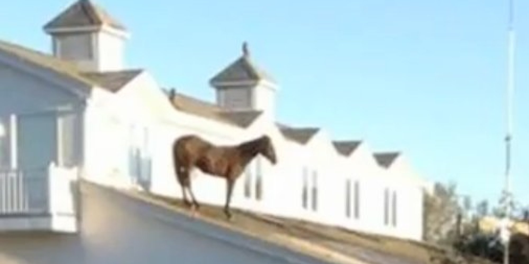 Must Win, Race Horse Owned By Pat And Stephen Downey, Gets Bored