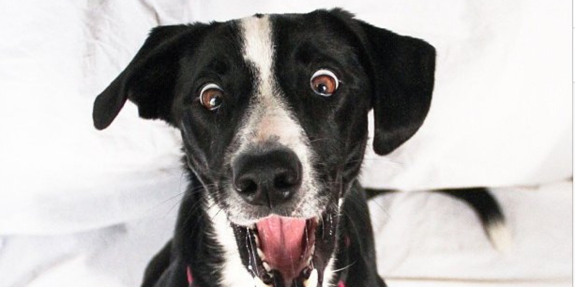 These Dogs Trying To Catch Things Are Awkwardly Perfect (PHOTOS) HuffPost