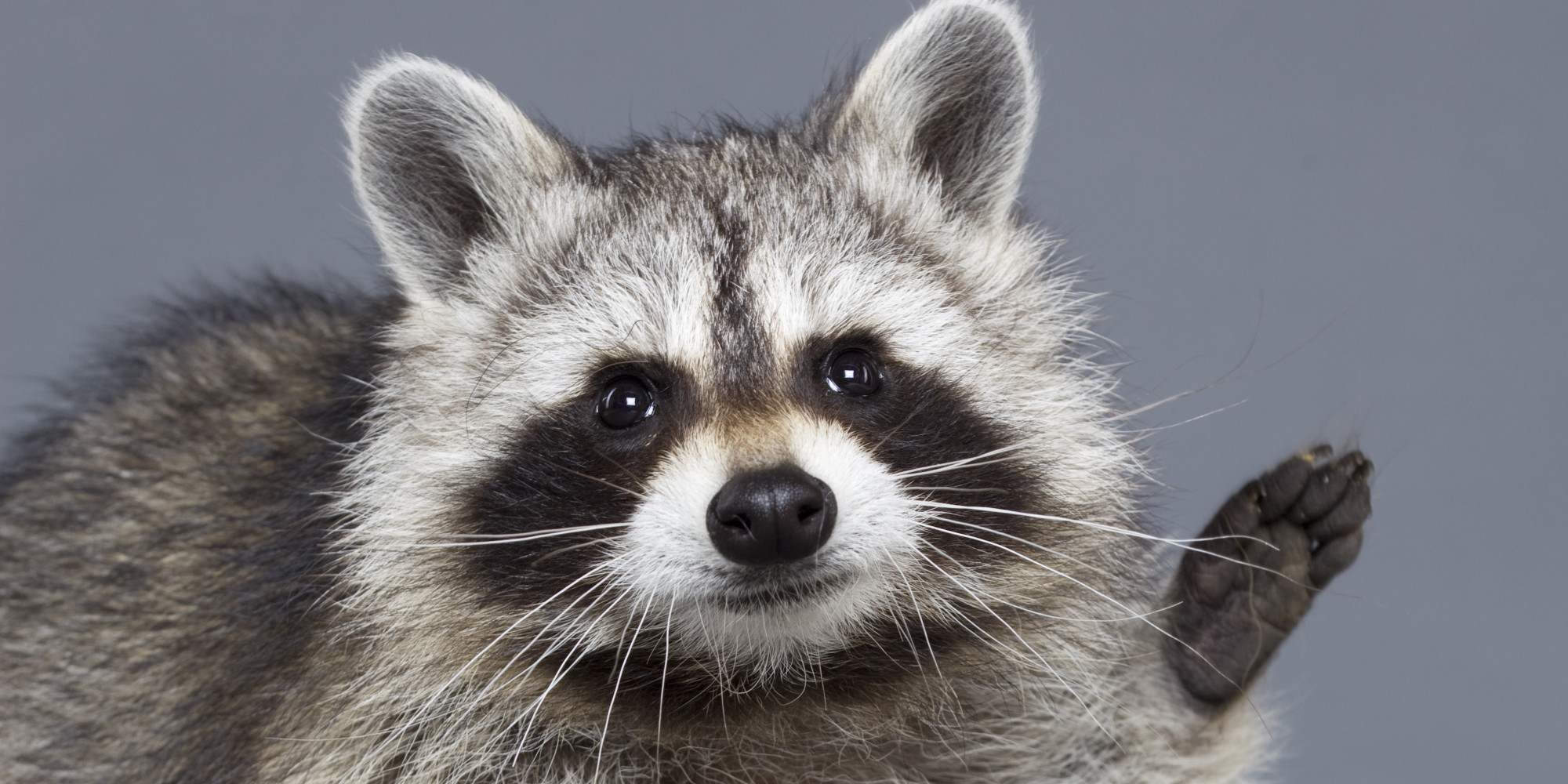 Badger Saves Woman From Raccoon She Thought Was Her Cat HuffPost