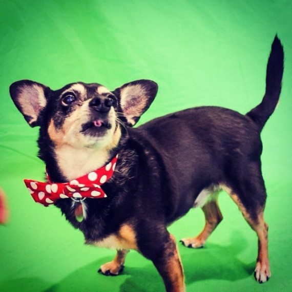 These 26 MixedUp Mutts Prove Pedigree Can't Trump The Pure Charm Of An