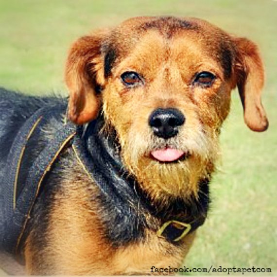 These 26 MixedUp Mutts Prove Pedigree Can't Trump The Pure Charm Of An