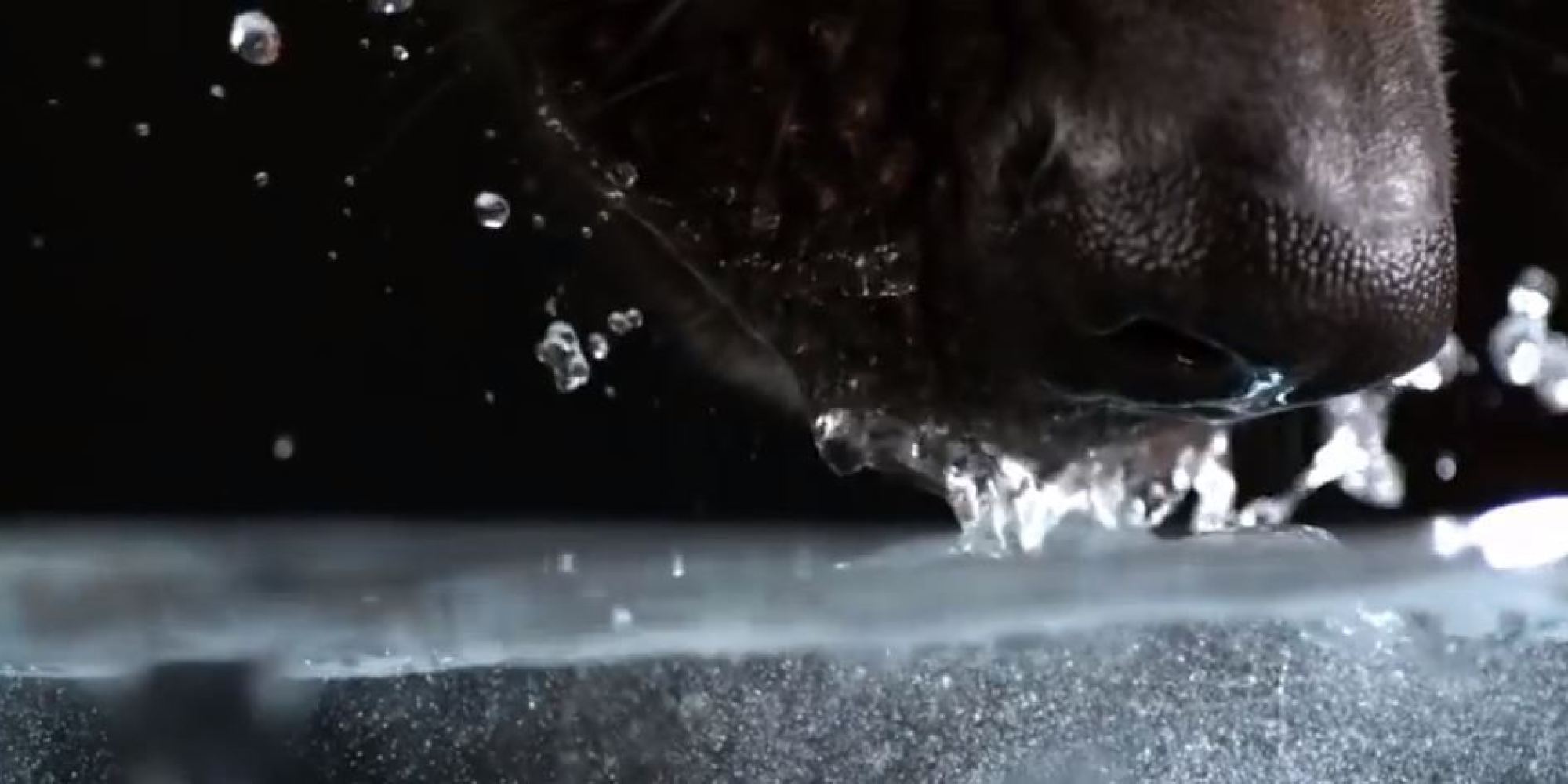 Dog Drinking In Slow Motion From 'The Secret Life Of Dogs' (VIDEO)