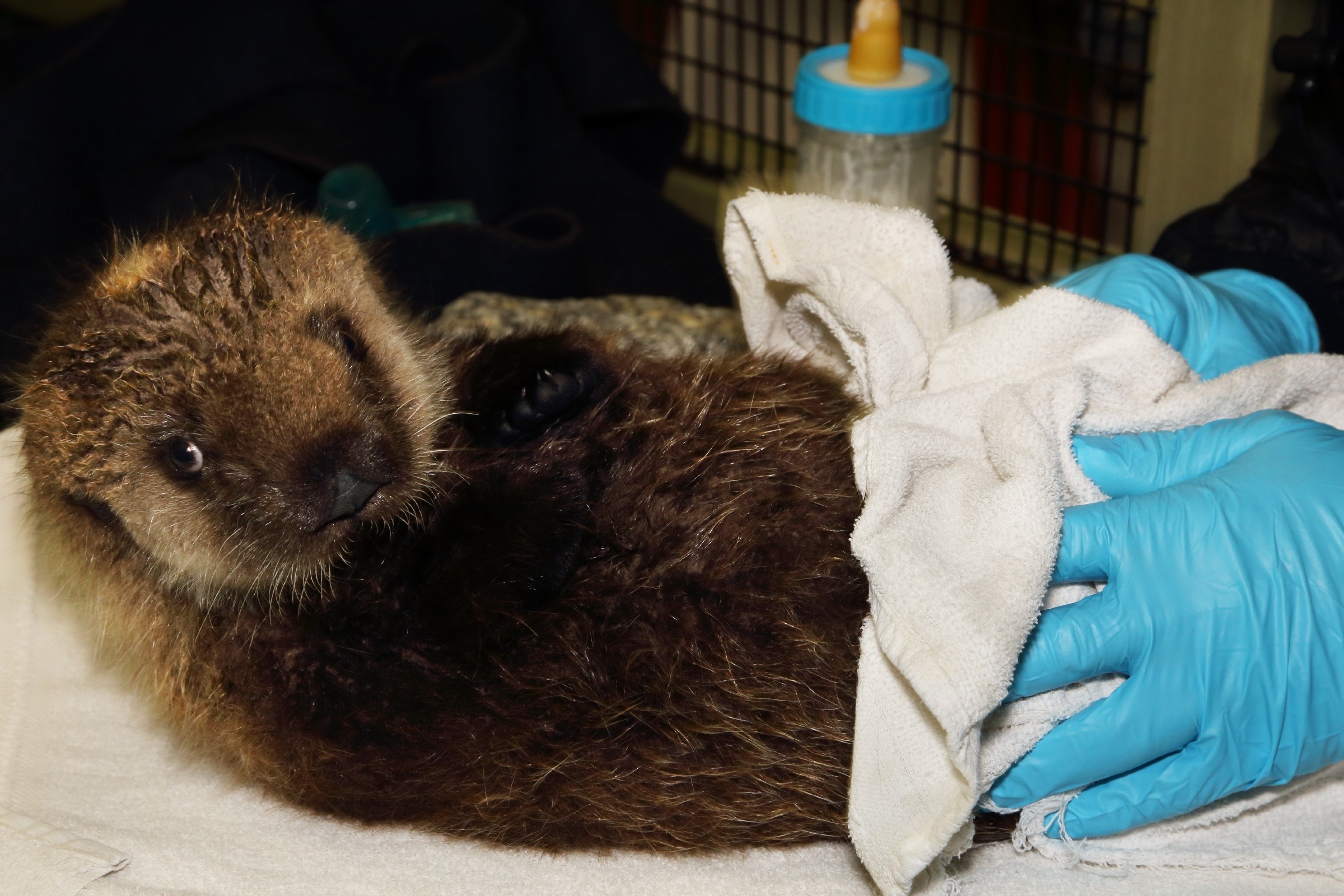 Orphan Otter Pups Get A New Home, Have The Best Day Ever HuffPost