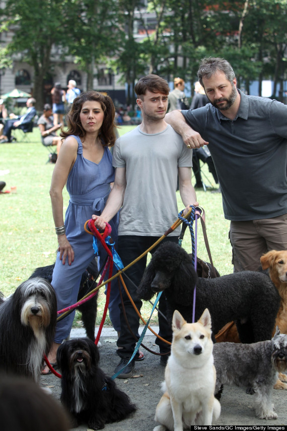 Daniel Radcliffe Walks, Like, A Bajillion Dogs On