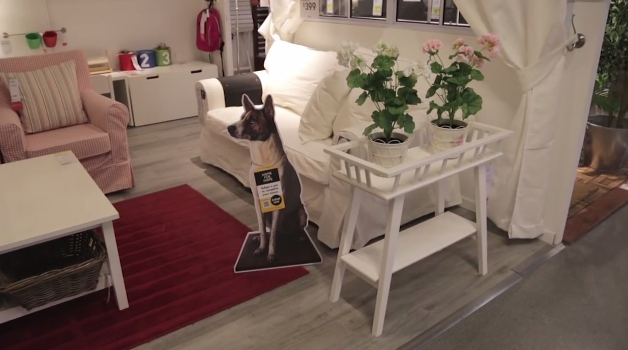 Ikea Advertises Adoptable Dogs In Stores, Because Every Home Needs A
