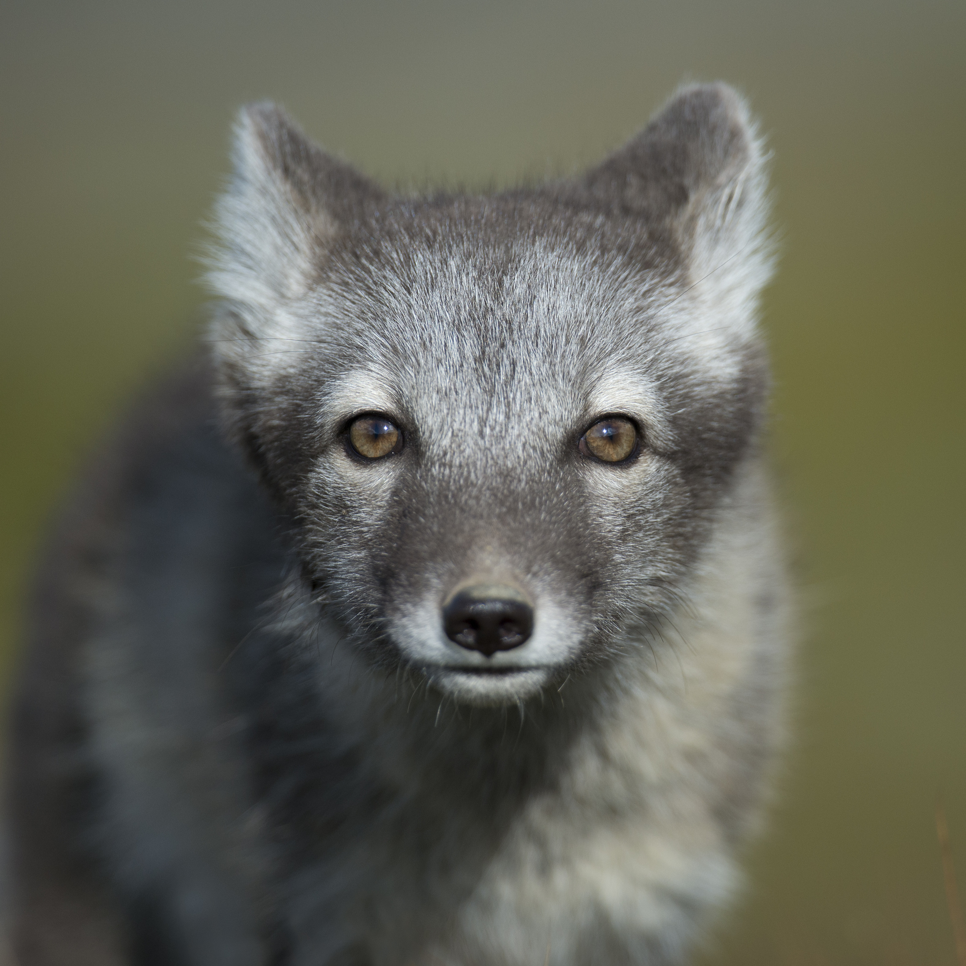 Fifty Shades Of Grey Adorable Animals The Version You Aren't