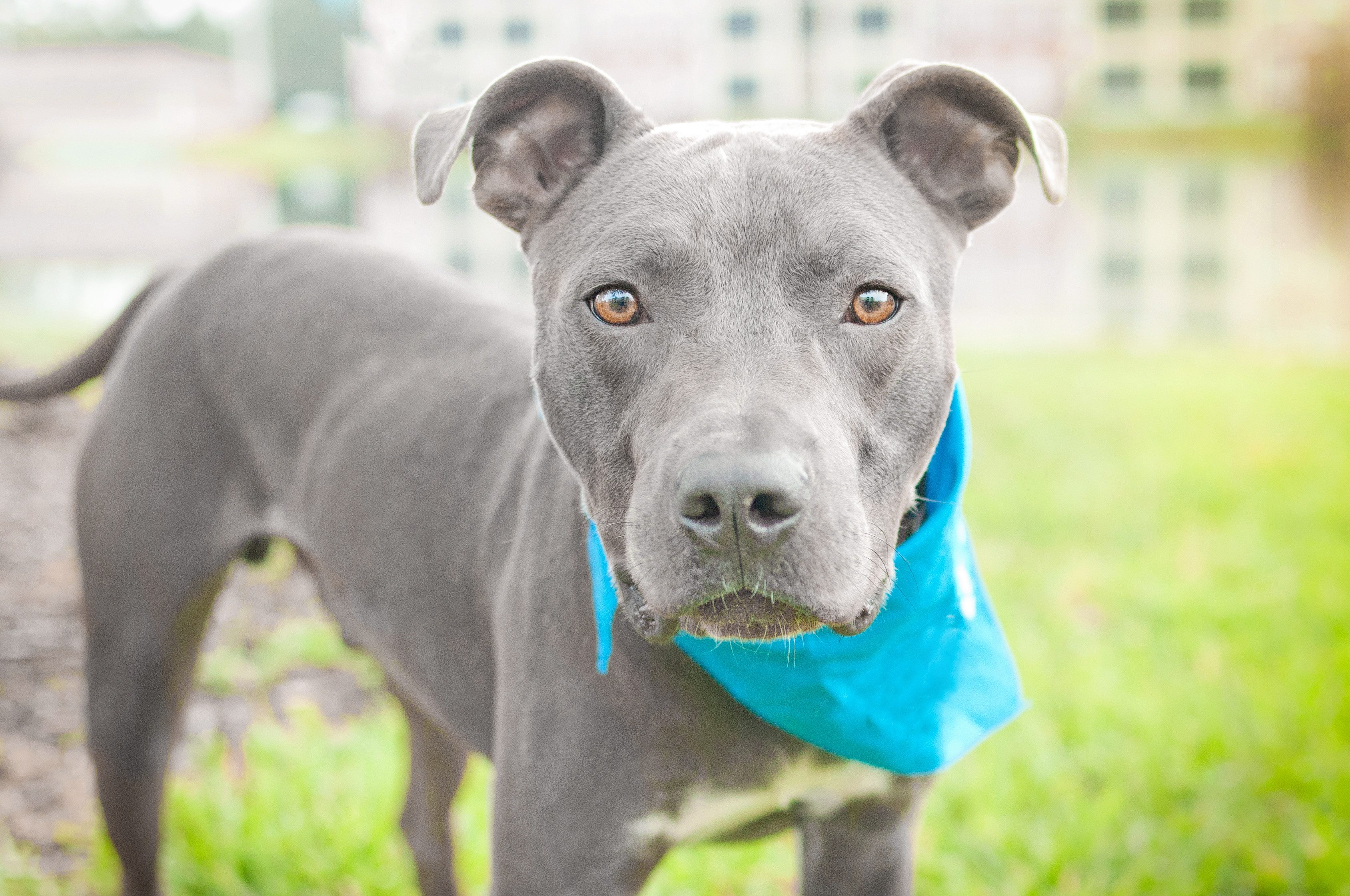 Fifty Shades Of Grey Adorable Animals The Version You Aren't