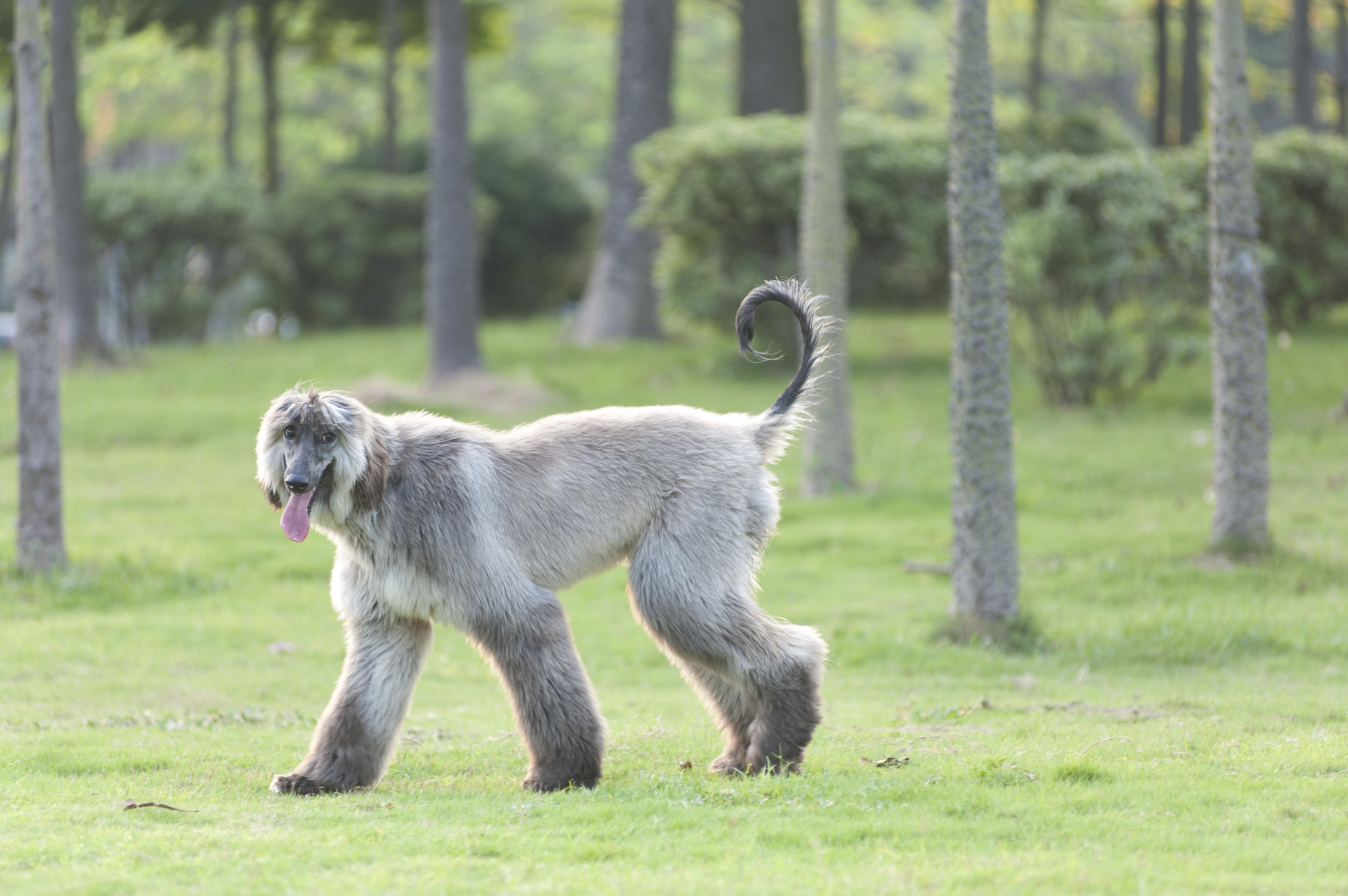 Fifty Shades Of Grey Adorable Animals The Version You Aren't Embarrassed To Read In Public