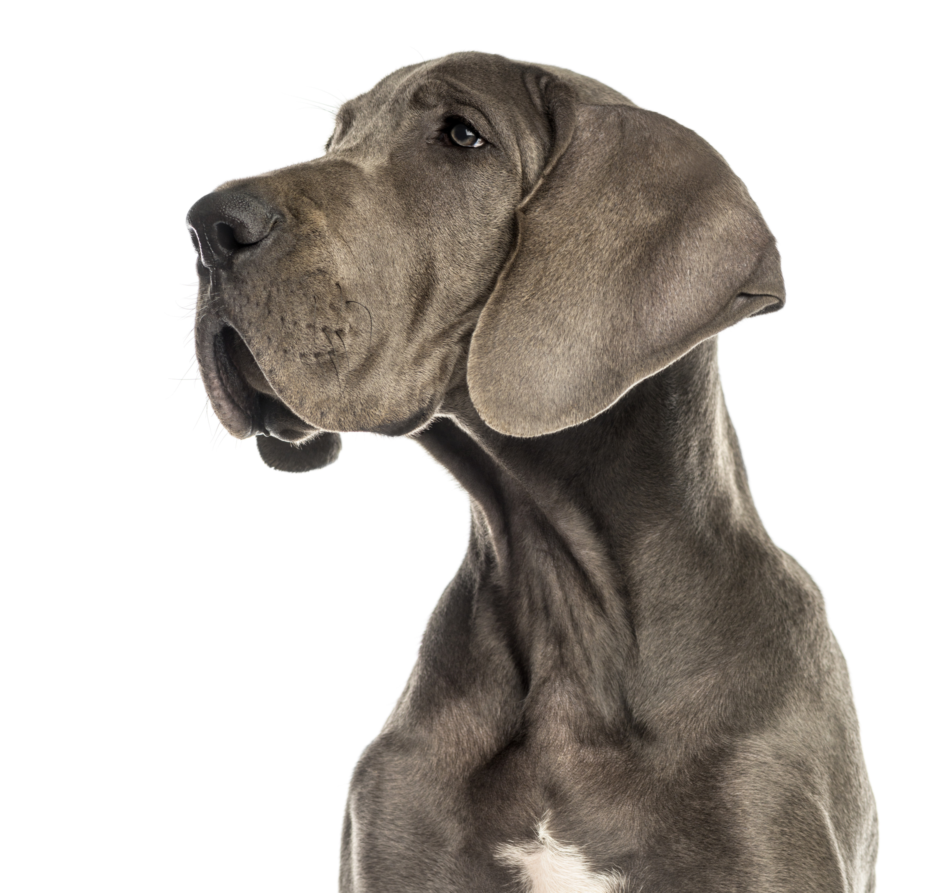 Fifty Shades Of Grey Adorable Animals The Version You Aren't Embarrassed To Read In Public