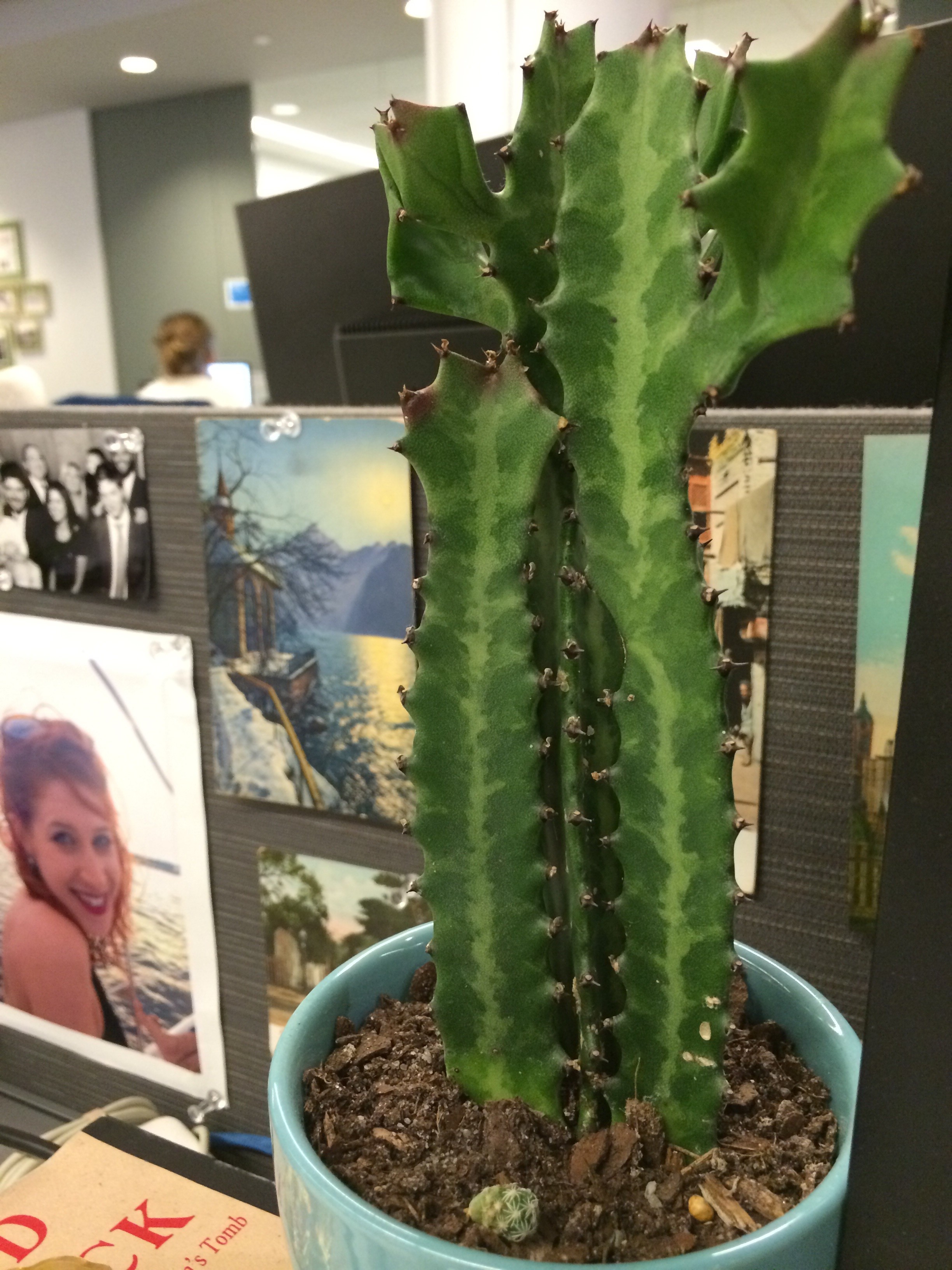 Everyone With A Desk Job Should Have Plants HuffPost Impact