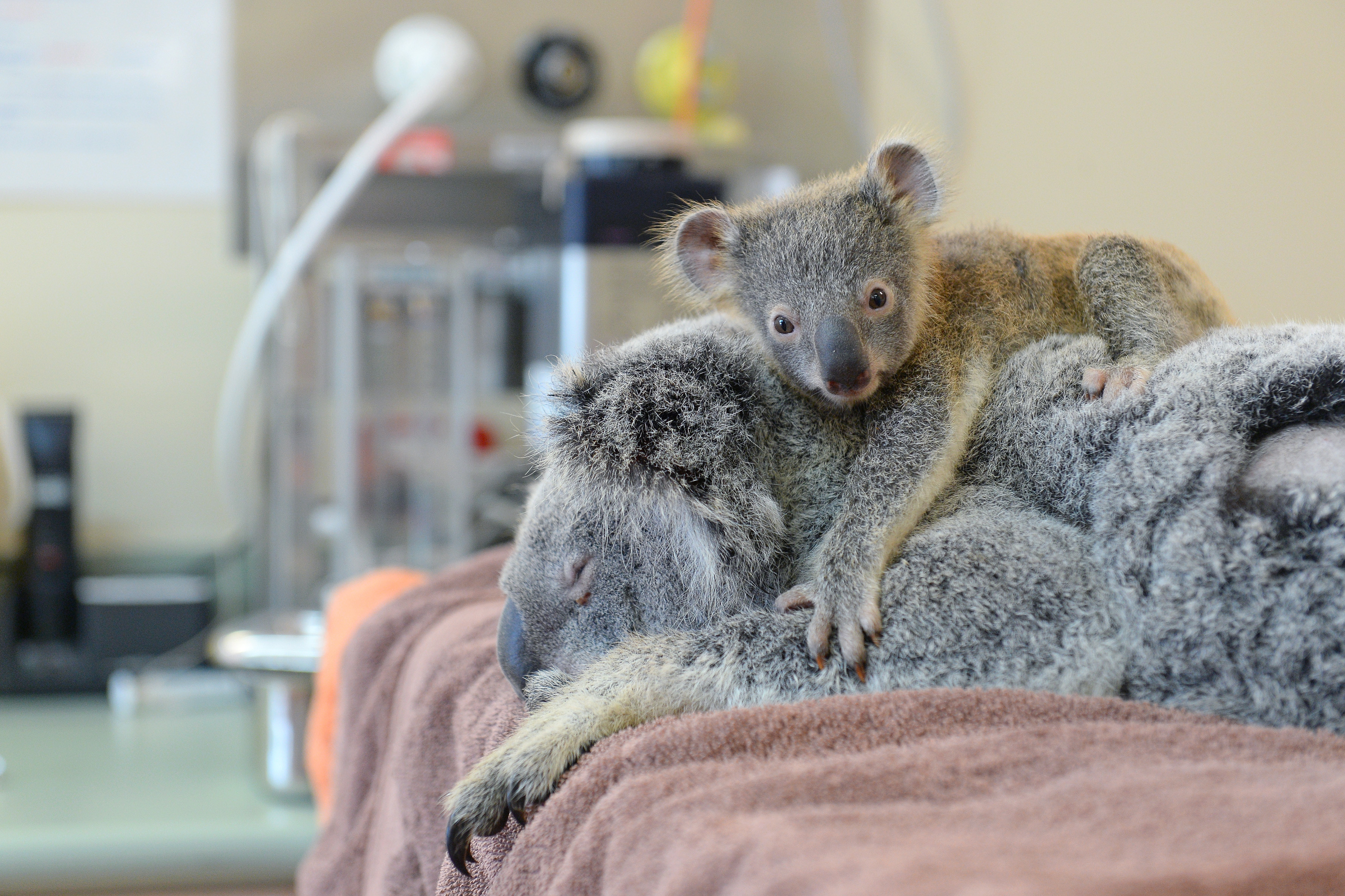 Baby Koala Didn't Leave His Mother's Side In The Hospital HuffPost
