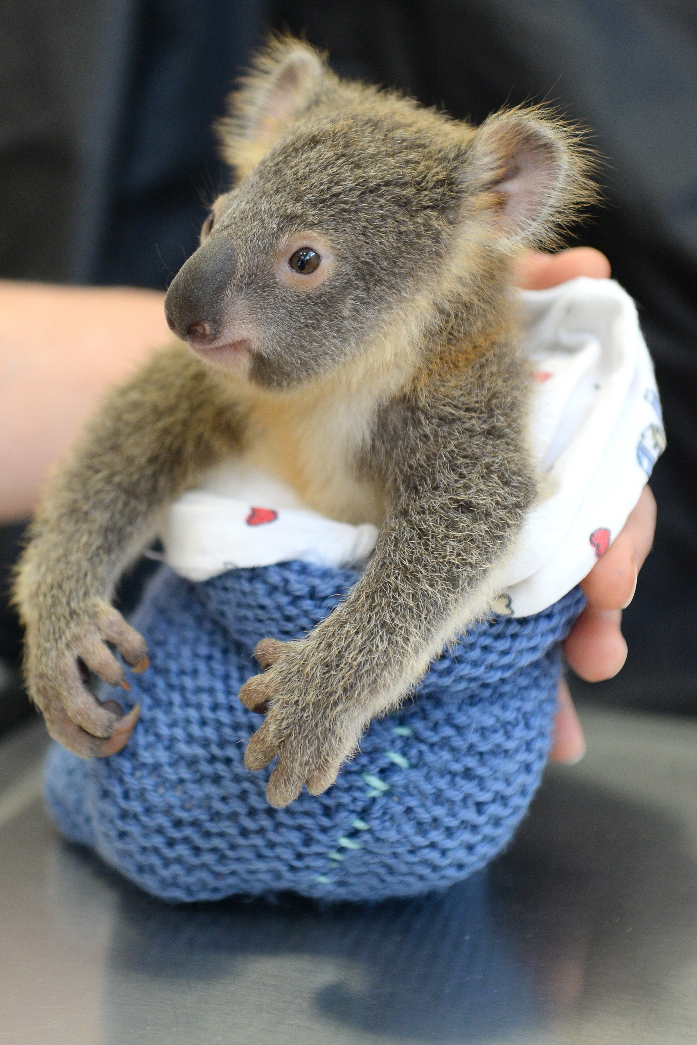 Baby Koala Didn't Leave His Mother's Side In The Hospital HuffPost