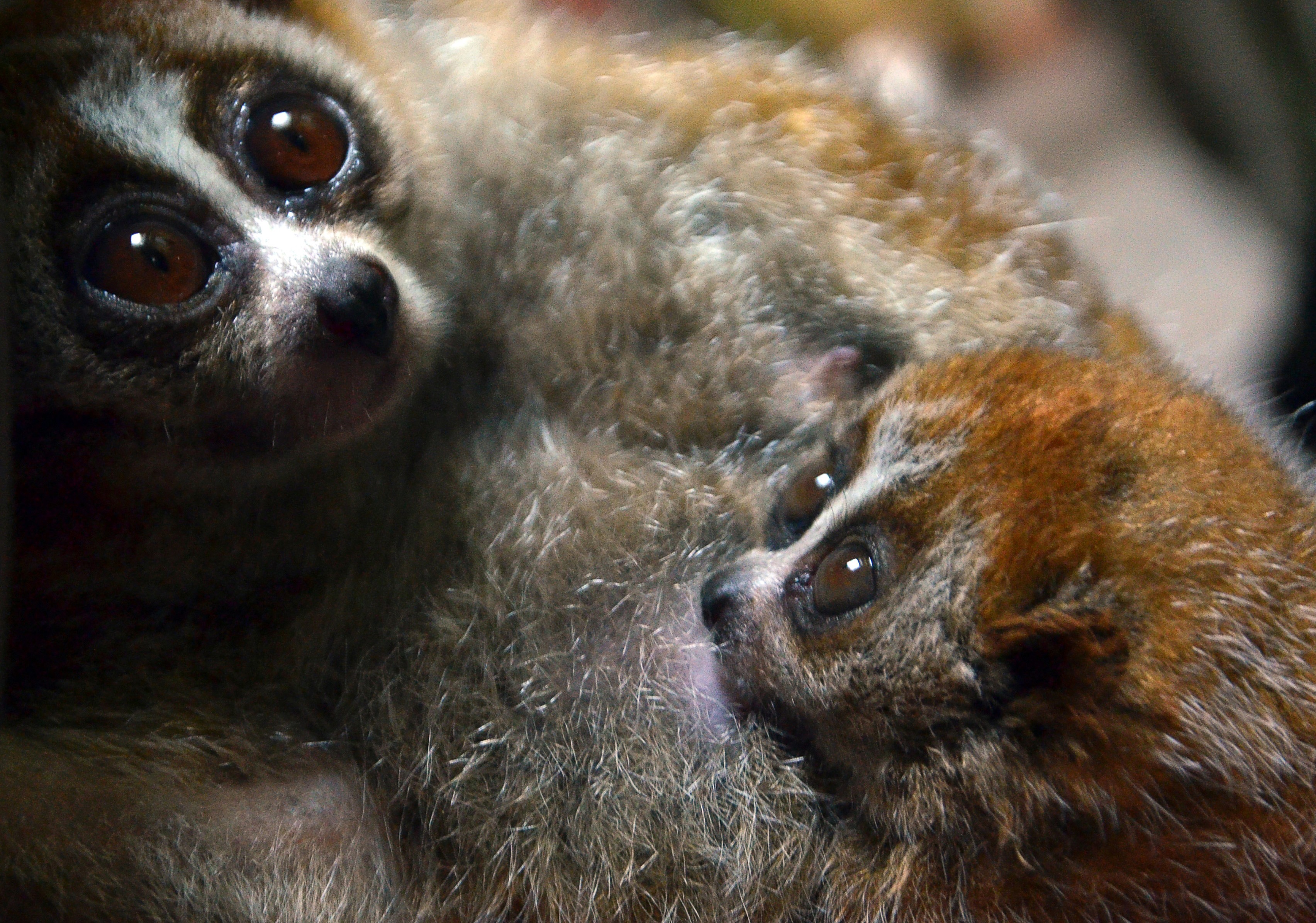The Upsetting Truth Behind 'Cute' Slow Loris Videos HuffPost