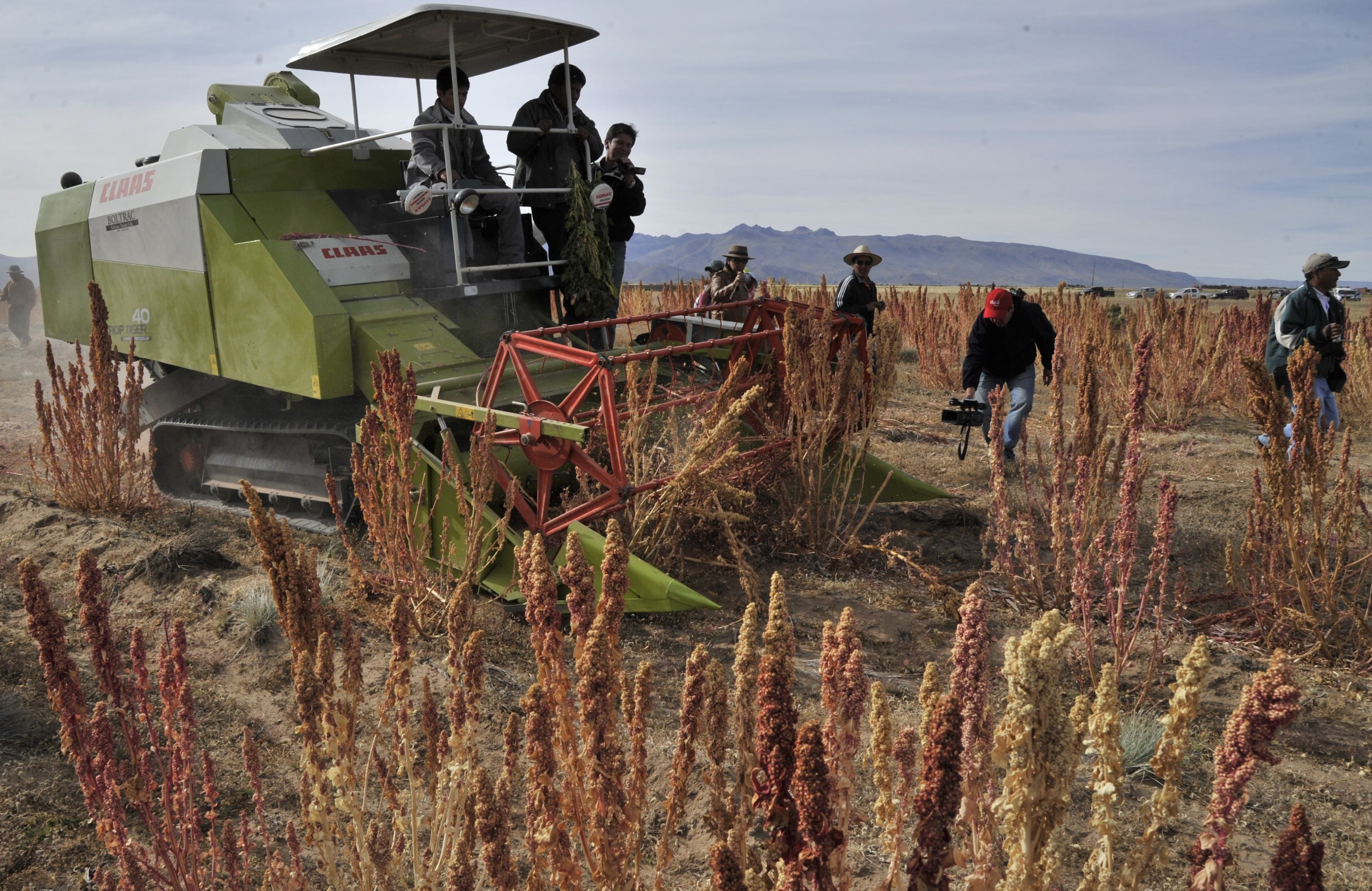 ¿Qué es la quinoa? Claves para que quienes la coman la comprendan