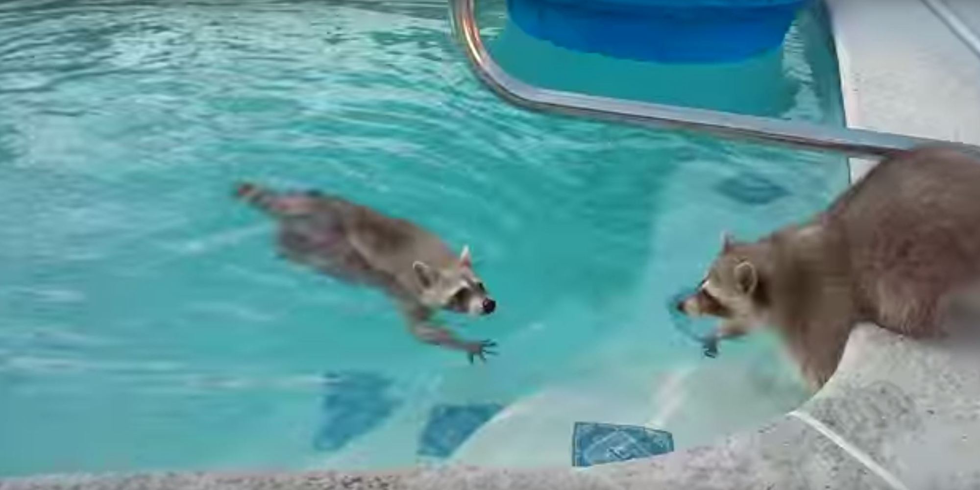Raccoon Goes Swimming HuffPost UK