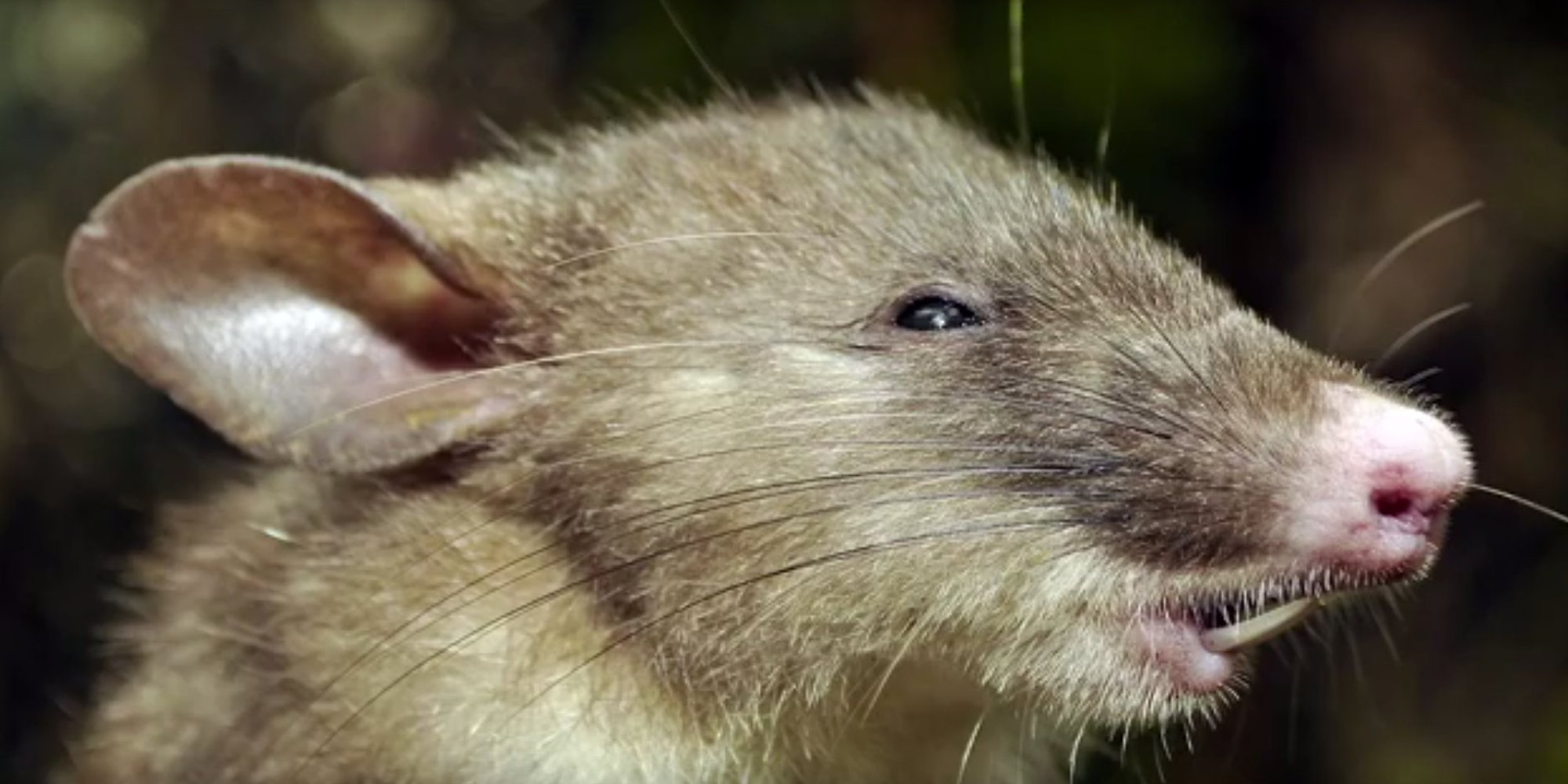 HogNosed Shrew Rat Discovered By Australian Scientists Has Extra Long