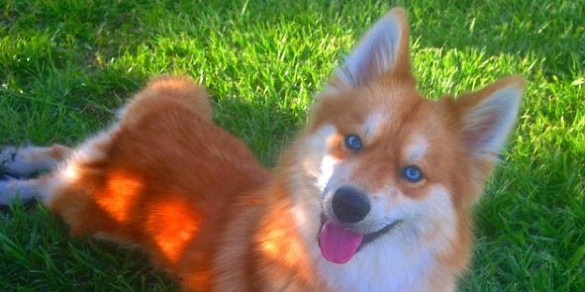 Tout le monde est amoureux de ce chien qui ressemble à un