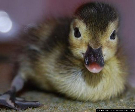 Madagascar Pochards, World's Rarest Ducks, Hatch In Breeding Center