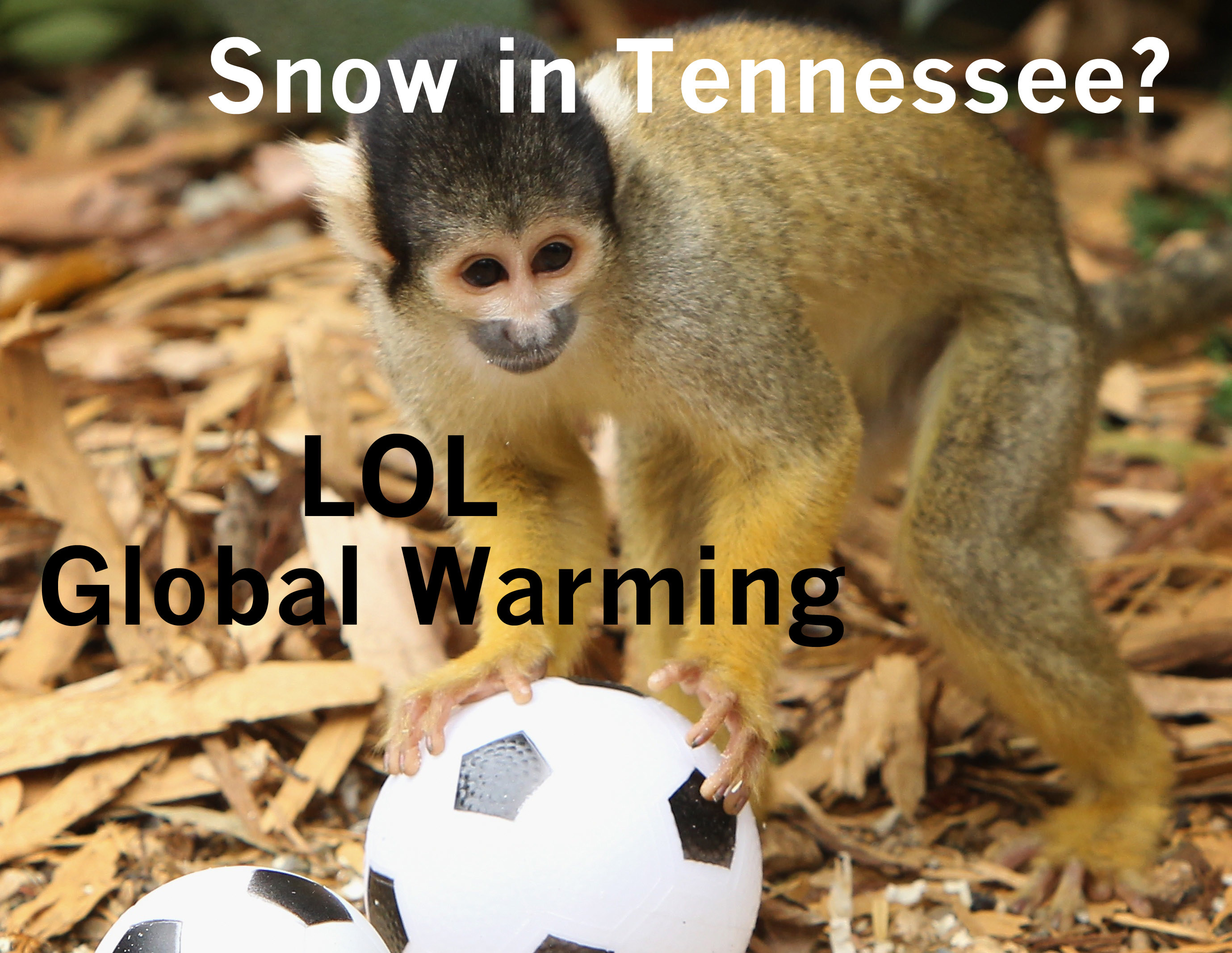 Monkeys Question Tennessee AntiEvolution Law (PHOTOS) HuffPost