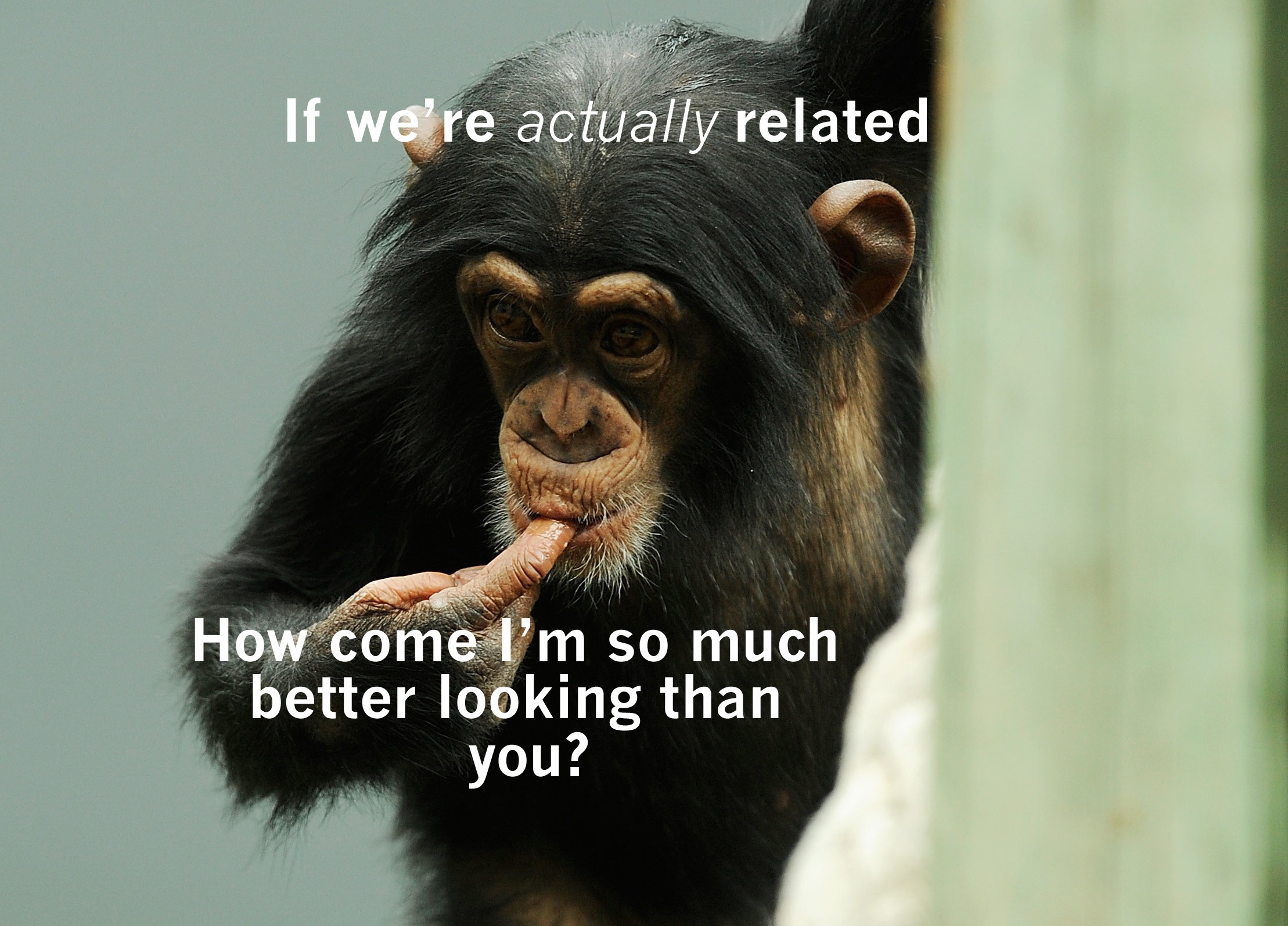 Monkeys Question Tennessee AntiEvolution Law (PHOTOS) HuffPost