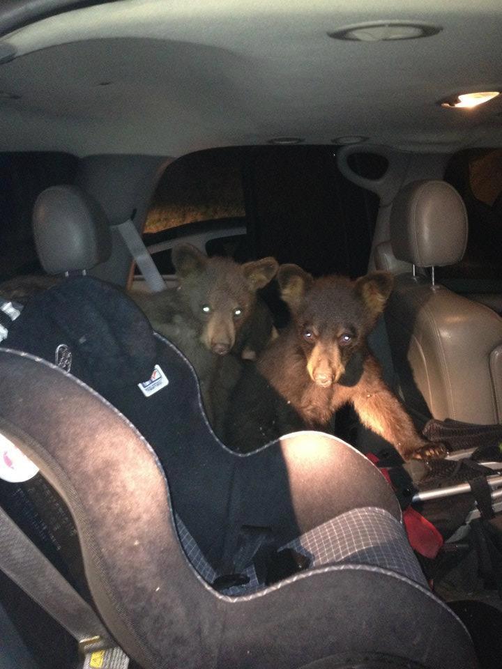 Bear Cubs Break Into Cars At Snowmass Village (PHOTO) HuffPost