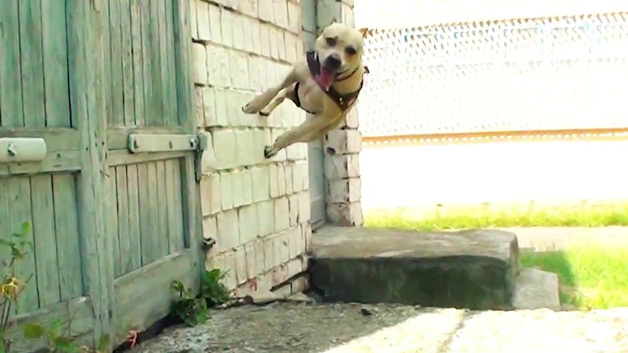 TreT, The Parkour Dog From Ukraine, Amazes With His FreeRunning Talent