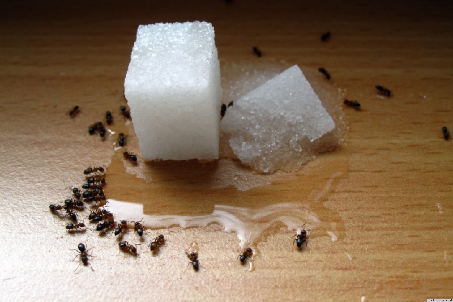 How To Get Rid Of Ants In Your Home Our Readers' Suggestions