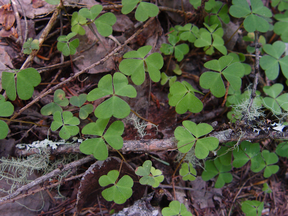 Identifikasi Gulma perkebunan dan hama pertanian (Foto