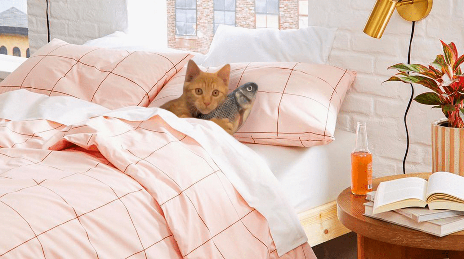 bedsheetscat hosted at ImgBB — ImgBB