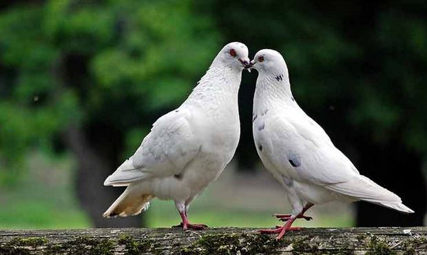 Ternak Merpati Putih Mudah Dan Menyenangkan