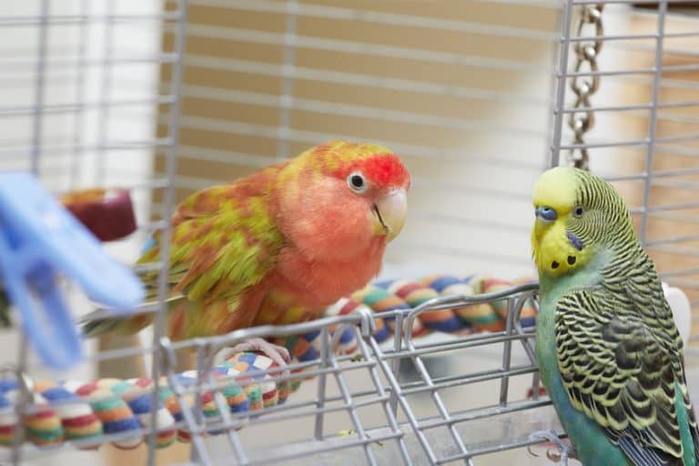 Cage for lovebirds which is the best of 2021? Best Family Pets