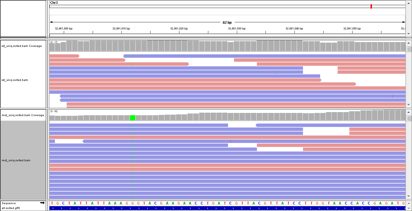 IGV view of bam file
