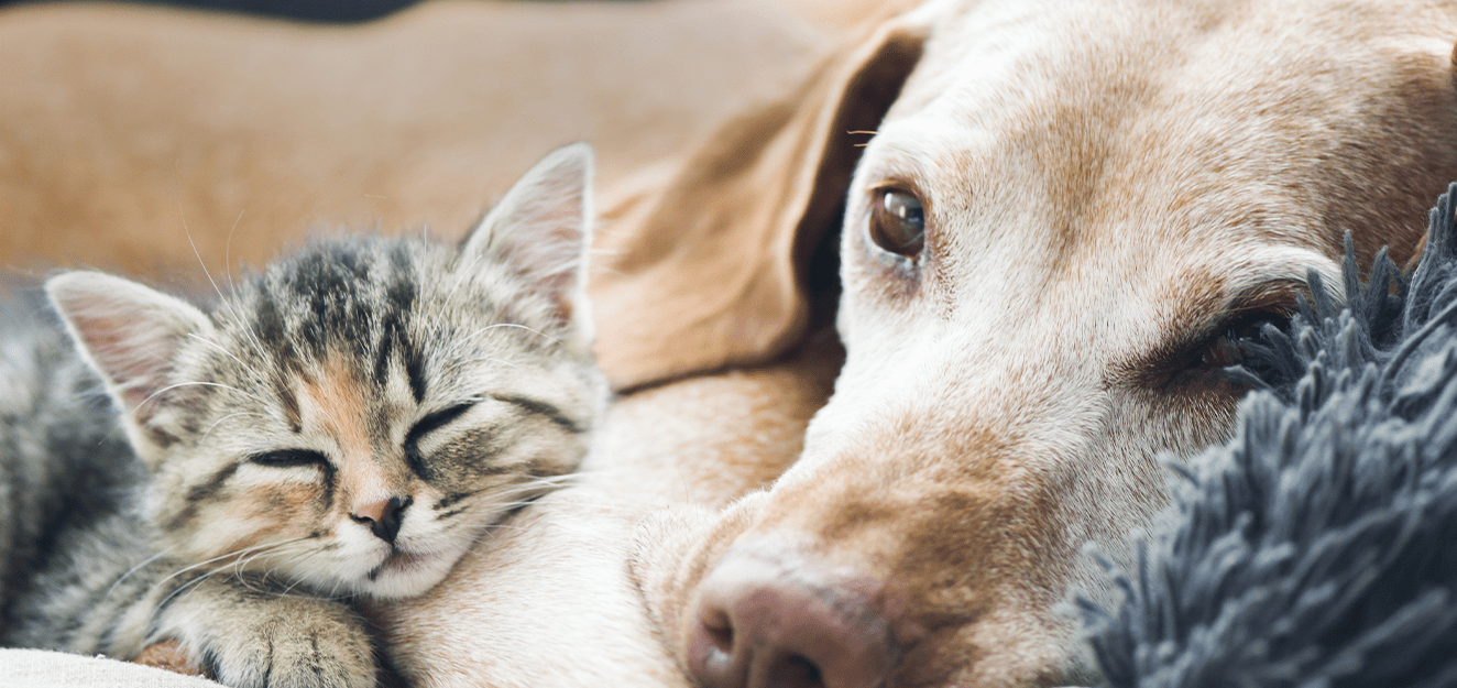 How To Choose A Pet Shipping Company BaJa Traveler