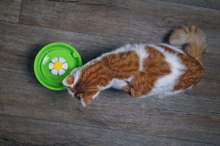 Cat Fountain Which is the Best of 2021?