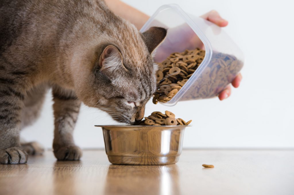 Cat Food Which is the Best of 2021? Best Family Pets
