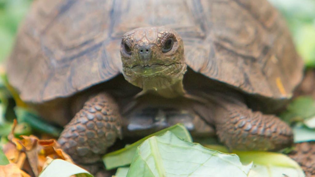 Turtle Food Which is the best of 2021? Best Family Pets