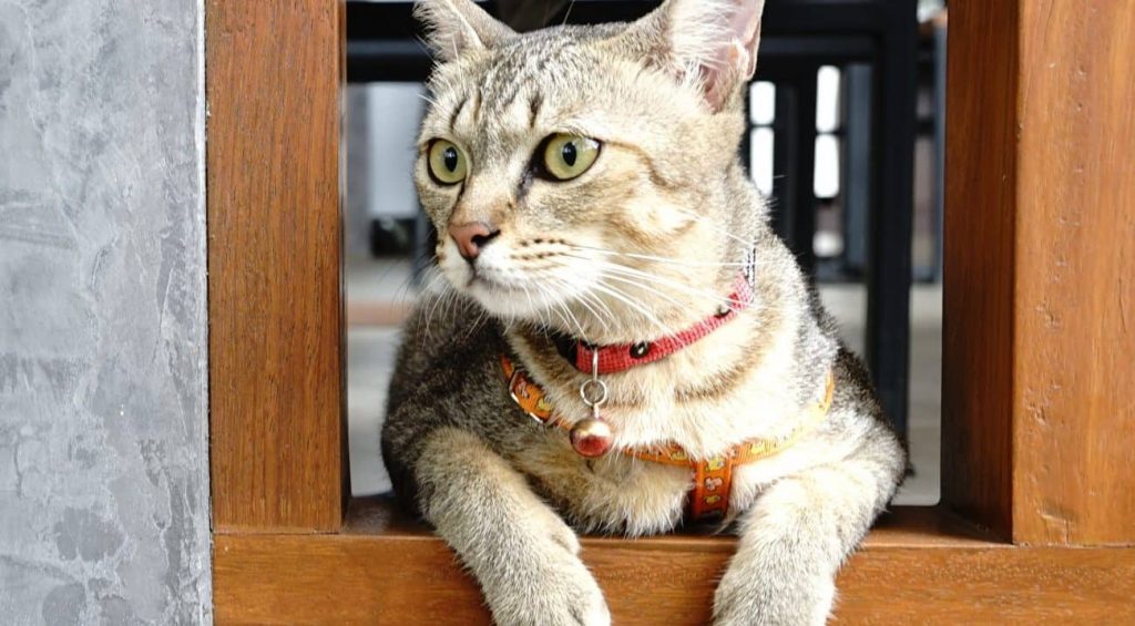 Cat Collar Which is the Best of 2021? Best Family Pets