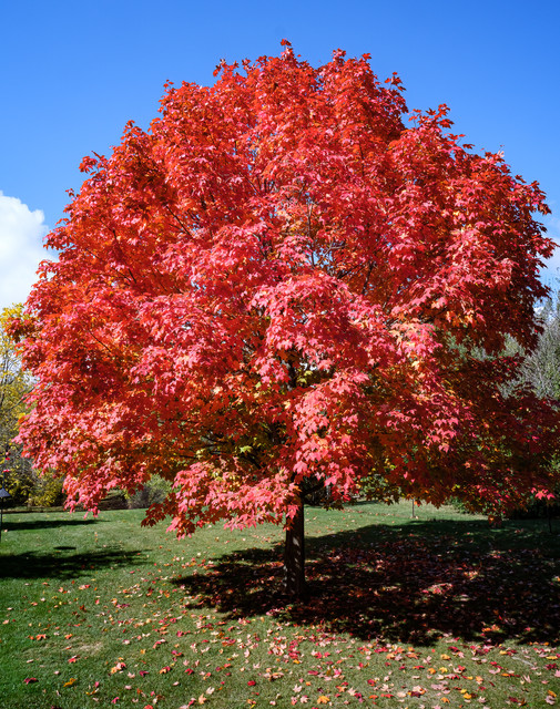 sugarmaple hosted at ImgBB — ImgBB