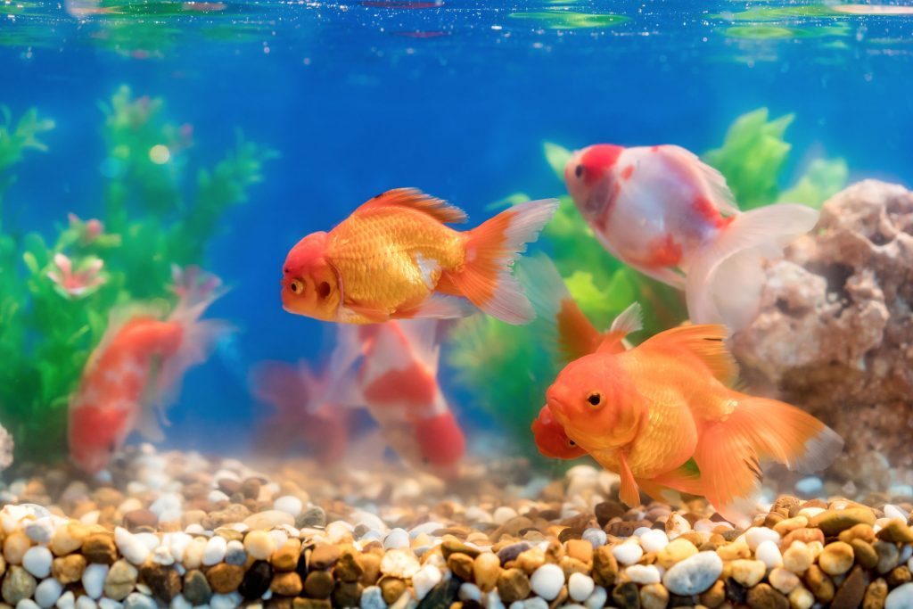 Fish food which is the best of 2021? Best Family Pets