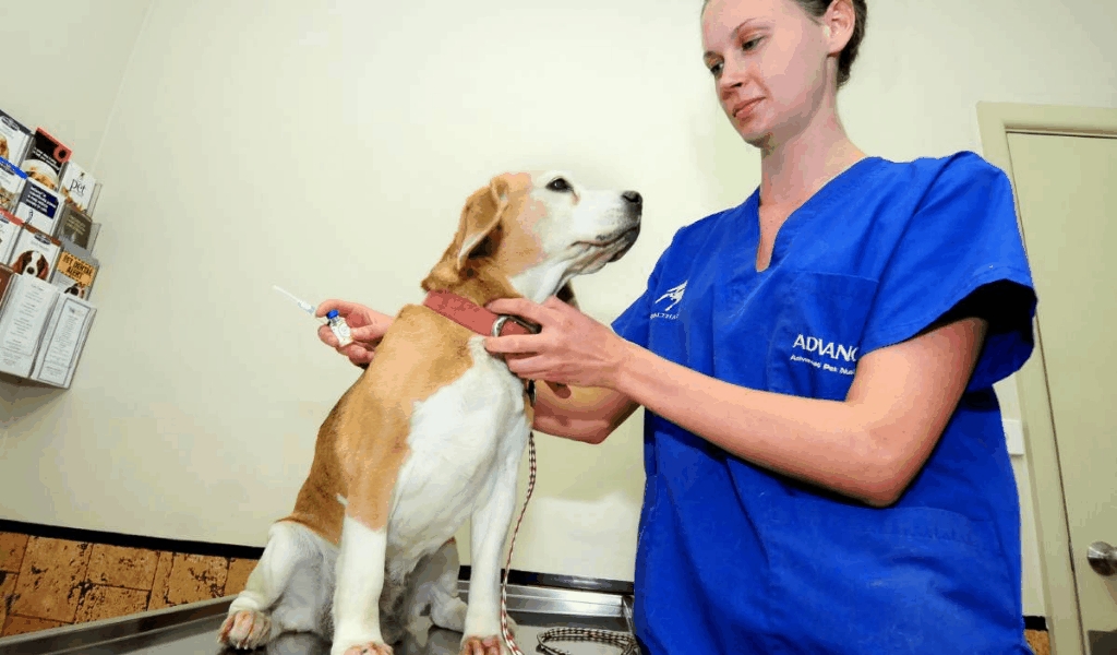 The Idiot’s Guide To Pet Health Care Explained Dog