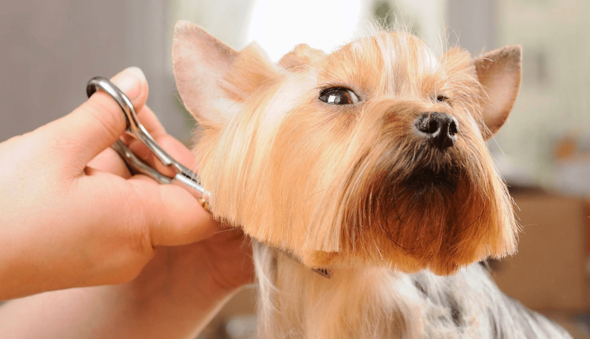Dog Grooming Services Can Be Profitable As A Career Nature Museum