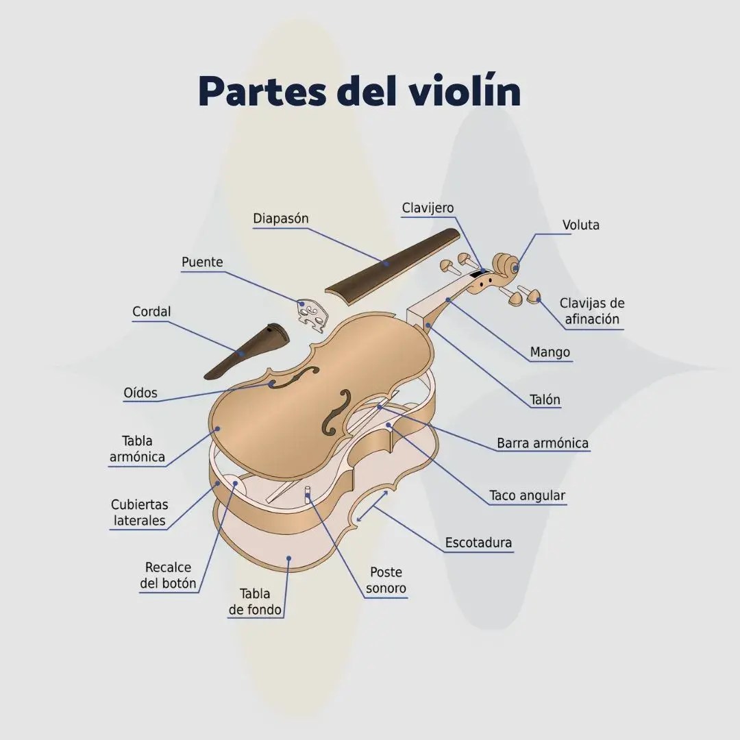 Las partes fundamentales del violín Audio y Musica Pro