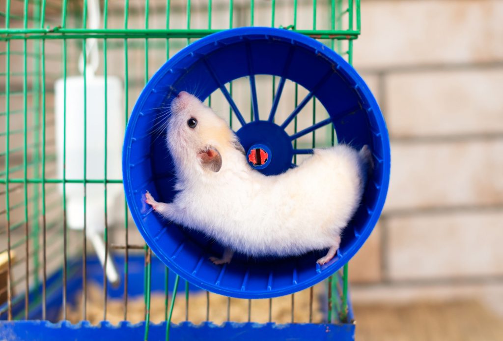 Hamster Accessories Best Family Pets